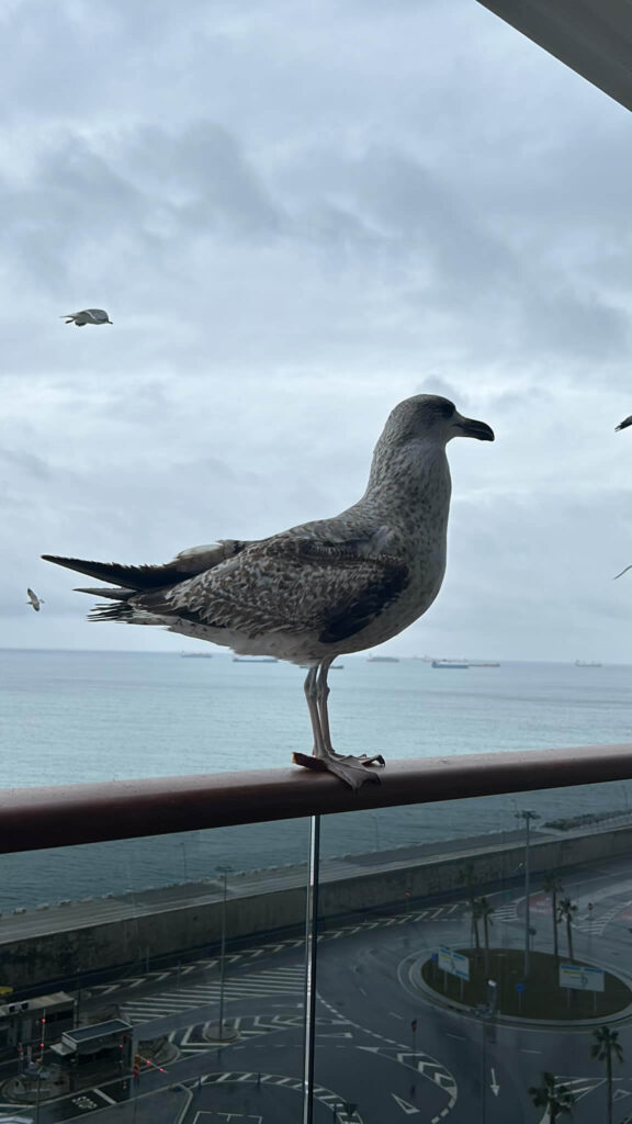 Gabbiano sul balcone della cabina