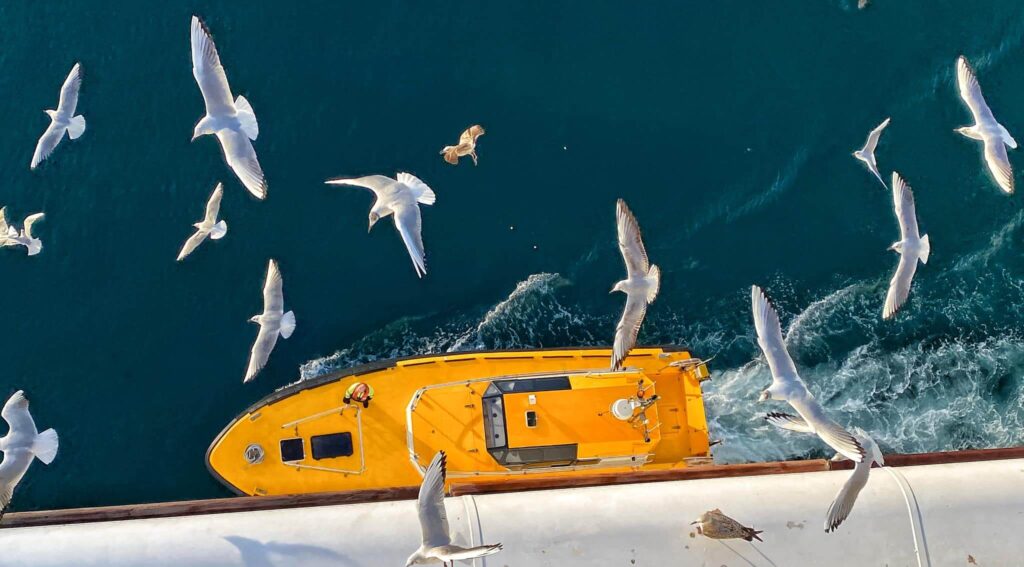 Stormo di gabbiani vola vicino a una nave da crociera